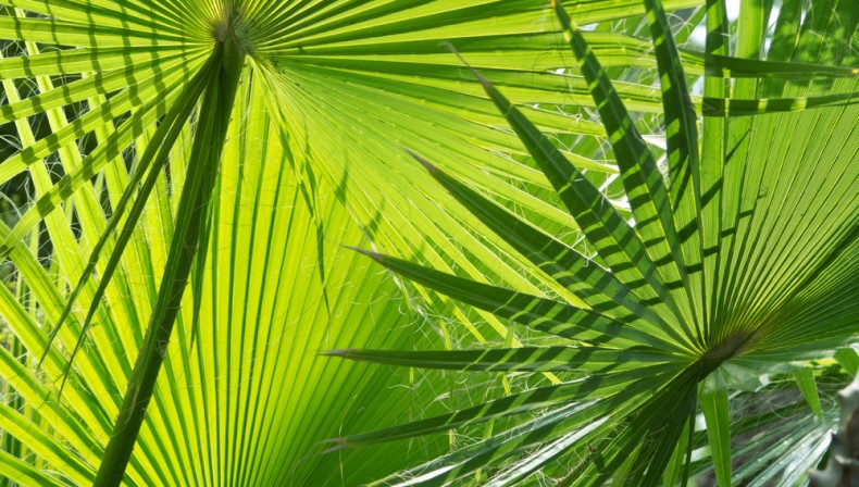 5 tips for avoiding overlapping health and wellbeing benefits.jpg